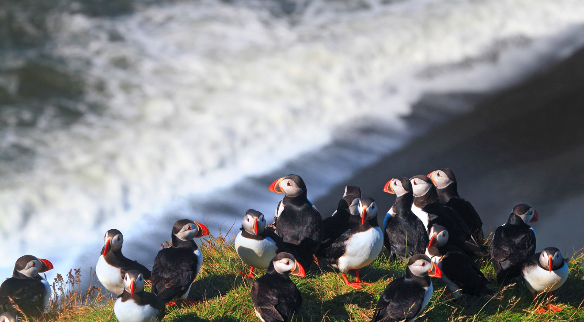 Puffin colony