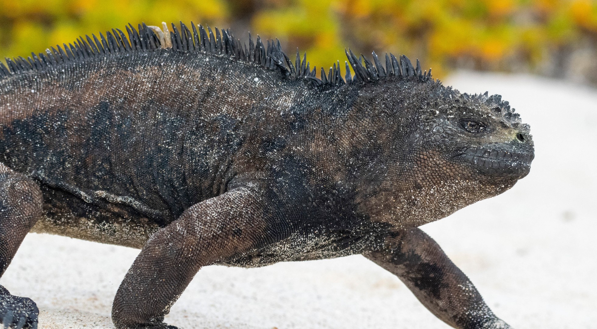 Galapagos Islands Isabela Island