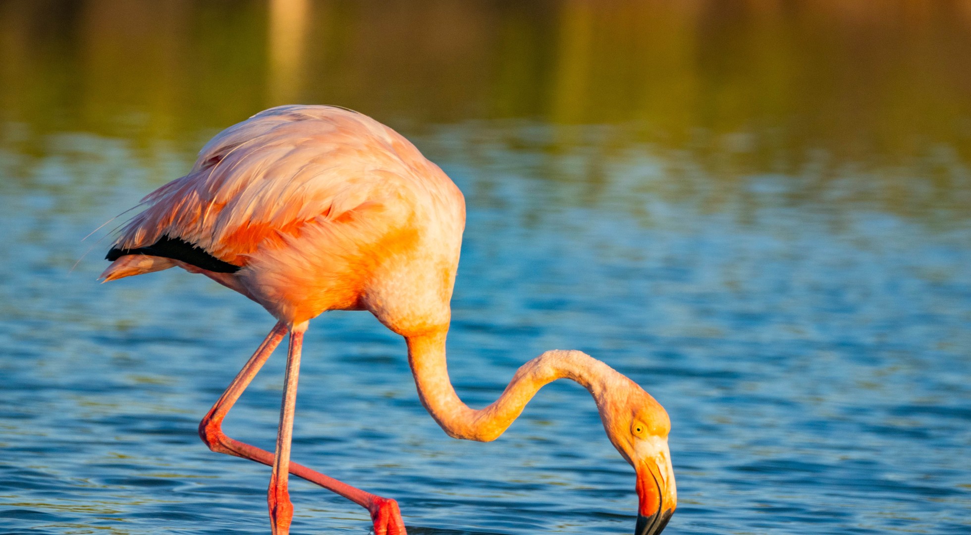 Flamingo Galapagos Islands Rabida Island